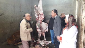 ضبط ذ. بائح مريضة بالمنوفية خارج المجازر الحكومية .. وإحالة الفعل للنيابة ضبط ذ. بائح مريضة بالمنوفية خارج المجازر الحكومية .. وإحالة الفعل للنيابة