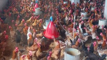 إطلاق مبادرة أمان لتعزيز الأمن الحيوي بمزارع الدواجن في القليوبية