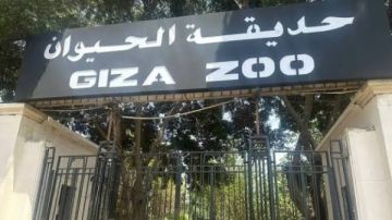 حديقة الحيوان تستعيد عافيتها.. ولادات قياسية وخطط تطوير عالمية
