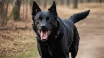 خير أم شر؟.. تفسير رؤية الكلب الأسود فى المنام لابن سيرين للحامل والمطلقة والعزباء