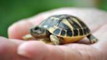 هل السلحفاة في البيت تجلب الرزق والحظ وتعطل السحر؟.. احذرها
