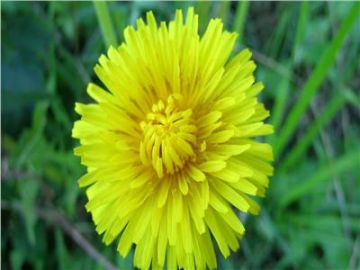 يعالج التهاب المفاصل والنقرس .. شاي الهندباء يمتلك فوائد خارقة تفاصيل يعالج التهاب المفاصل والنقرس .. شاي الهندباء يمتلك فوائد خارقة تفاصيل