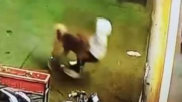 هجوم مفاجئ على طفل داخل منطقة حيوية بدسوق.. شهادات أسرة مالك تكشف تفاصيل الواقعة ومطالب مجتمعية بحلول جذرية لظاهرة الكلاب الضالة