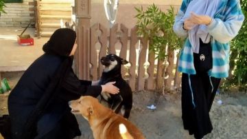 تواصل فعاليات خطة الدولة لتحقيق هدف مصر خالية من السعار 2030