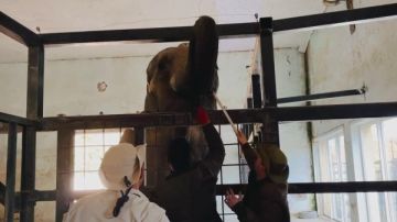 تنضم لحديقة الحيوان قريبا.. حقيقة تدريب العاملين على كيفية التعامل مع الأفيال بجورجيا