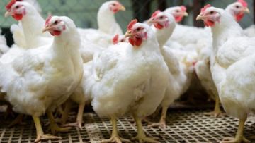 تجاوز الـ 80 جنيها.. ارتفاع أسعار الدواجن اليوم الأربعاء