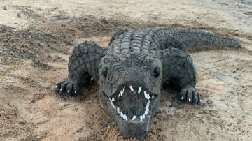 تماسيح الزوامل تثير الذعر بين المواطنين.. وإنذار عاجل من بيطري الشرقية للأهالي