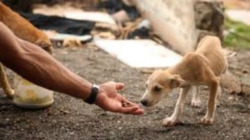 رئيس جمعية الرفق بالحيوان: 40 مليون كلب ضال في الشوارع المصرية.. والحل في الشلاتر رئيس جمعية الرفق بالحيوان: 40 مليون كلب ضال في الشوارع المصرية.. والحل في الشلاتر