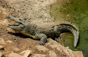 التماسيح تثير الرعب في قرية مصرية.. الأهالي يوجهون استغاثة وتحرك جديد من السلطات التماسيح تثير الرعب في قرية مصرية.. الأهالي يوجهون استغاثة وتحرك جديد من السلطات