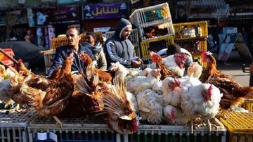 شعبة الدواجن: مربيون ينسحبون من المنظومة بسبب الخسائر والأسعار فيديو