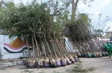 زراعة الأشجار بالمرحلة الرابعة من مبادرة 100 مليون شجرة في الدقهلية زراعة الأشجار بالمرحلة الرابعة من مبادرة 100 مليون شجرة في الدقهلية