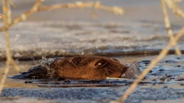 مخلوق غامض يثير جدل الإنجليز بعد 500 عام من الاختفاء .. ما القصة؟ مخلوق غامض يثير جدل الإنجليز بعد 500 عام من الاختفاء .. ما القصة؟