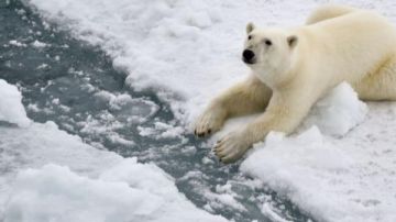 دراسة: تغييرات جينية تمنح الدببة القطبية فرصة للتكيف مع تغير المناخ دراسة: تغييرات جينية تمنح الدببة القطبية فرصة للتكيف مع تغير المناخ
