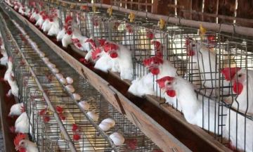 ارتفاع طفيف بأسعار الدواجن وتراجع اللحوم في مصر اليوم الثلاثاء ارتفاع طفيف بأسعار الدواجن وتراجع اللحوم في مصر اليوم الثلاثاء