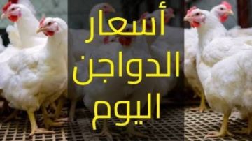 أسعار الفراخ اليوم الخميس .. كم وصل البانيه و البيض؟ أسعار الفراخ اليوم الخميس .. كم وصل البانيه و البيض؟