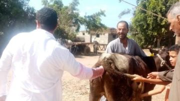 خلال شهر.. بيطري كفر الشيخ تجري مسحا وعلاجا لـ 3171 حيوانا صور