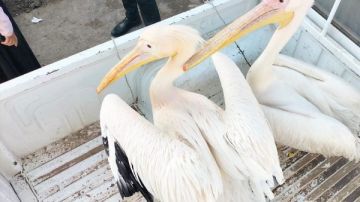 البيئة تصادر طيور البجع من سوق السمك بالإسماعيلية