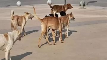  الرفق بالحيوان : فتح باب التصدير حل جذري لأزمة الكلاب الضالة