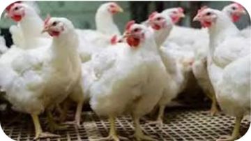 أسعار الدواجن والبيض في الوادي الجديد اليوم أسعار الدواجن والبيض في الوادي الجديد اليوم