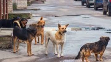 الخدمات البيطرية: نعمل على وجود كوادر وسيارات لإبعاد الكلاب الضالة عن المناطق السكنية الخدمات البيطرية: نعمل على وجود كوادر وسيارات لإبعاد الكلاب الضالة عن المناطق السكنية