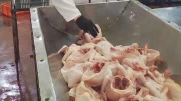 بيطري الشرقية يضبط 6 أطنان و700 كجم دواجن مجهولة المصدر بمركز بلبيس