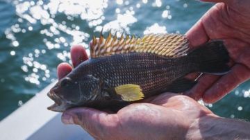 الساحل التونسي.. اكتشاف فيروس قا.تل يهدد مزارع القاروص بالبحر المتوسط الساحل التونسي.. اكتشاف فيروس قا.تل يهدد مزارع القاروص بالبحر المتوسط