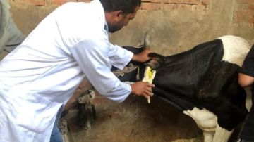 حصاد 2025 بيطري الشرقية يحصن ويعالج 6.5 مليون رأس ماشية وينظم آلاف القوافل