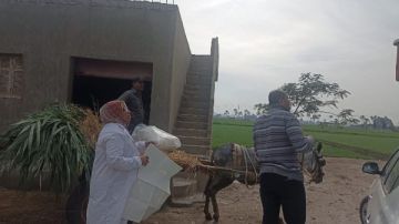 الدقهلية: تحصين 256 ألف رأس ماشية في الحملة القومية للتحصين ضد الحمى القلاعية الدقهلية: تحصين 256 ألف رأس ماشية في الحملة القومية للتحصين ضد الحمى القلاعية