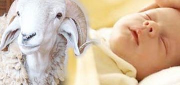 هل يجوز توزيع المال بدلا من العقيقة؟.. الإفتاء تجيب هل يجوز توزيع المال بدلا من العقيقة؟.. الإفتاء تجيب