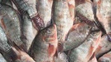 أسعار الأسماك الطازجة بأسواق الوادي الجديد أسعار الأسماك الطازجة بأسواق الوادي الجديد