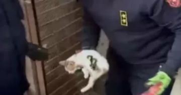 لفتة إنسانية.. الأمن بالفيوم ينقذ قطة محتجزة داخل محل مغلق لفتة إنسانية.. الأمن بالفيوم ينقذ قطة محتجزة داخل محل مغلق