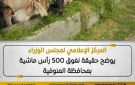 الوزراء يوضح حقيقة نفوق 500 رأس ماشية بمحافظة المنوفية