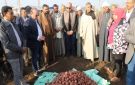 محافظ المنيا يشهد حصاد محصول البطاطس بقرية بردنوها بمطاي