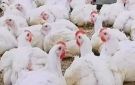 شعبة الدواجن: استمرار خسائر المنتجين قد يعيد الأسعار للارتفاع