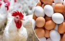 أسعار الدواجن والبيض تشهد هبوطا كبيرا اليوم الإثنين