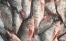 سعر الأسماك اليوم بأسواق الوادي الجديد
