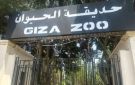 حديقة الحيوان تستعيد عافيتها.. ولادات قياسية وخطط تطوير عالمية