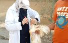 بيطري الشرقية يحصن 142 ألف طائر ضد إنفلونزا الطيور والأمراض الوبائية