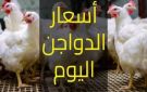 أسعار الفراخ اليوم الخميس .. كم وصل البانيه و البيض؟ - eg