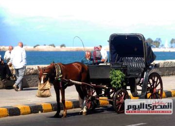 شمس ودفا.. طقس معتدل على الإسكندرية اليوم الأربعاء (صور)