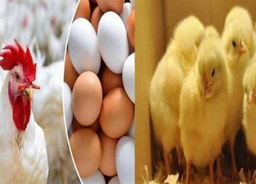 هبوط كبير.. أسعار الفراخ البيضاء في بورصة مطروح الأحد 13 أبريل 2025