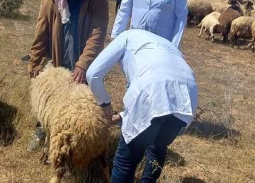 طب بيطري مطروح : تحصين 47205 من الأغنام ضد الحمى القلاعية والوادى المتصدع طب بيطري مطروح : تحصين 47205 من الأغنام ضد الحمى القلاعية والوادى المتصدع