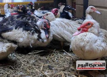 الأوز بـ130 والبط السوداني بـ140.. أسعار الطيور بأسواق الإسكندرية السبت 12 إبريل 2025 الأوز بـ130 والبط السوداني بـ140.. أسعار الطيور بأسواق الإسكندرية السبت 12 إبريل 2025