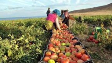 صادرات مصر الزراعية تتجاوز 2.7 مليون طن في الربع الأول من العام.. تفاصيل