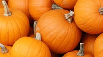 يعالج هذه الأمراض.. تعرف على فوائد قرع العسل