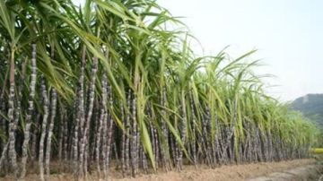 برلمانى: شركة السكر تعهدت بصرف مستحقات مزارعى القصب