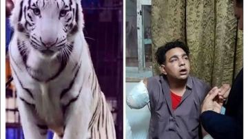 ضحية نمر سيرك طنطا.. محافظ الغربية يمنح مساعد المدرب وظيفة وأموال