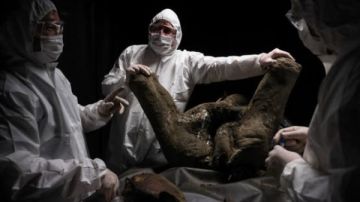 أسرار مذهلة بعد تشريح بقايا حيوان منقرض منذ 130 ألف سنة.. ما الذى تم اكتشافه؟