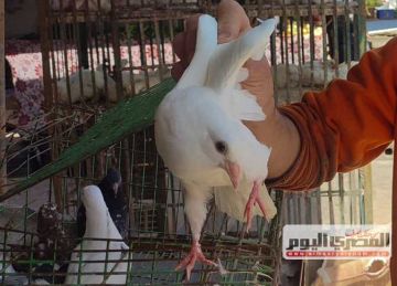  جوز السمان بـ100 .. أسعار الدواجن والطيور واللحوم بأسواق الإسكندرية اليوم الإثنين 7 إبريل