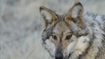 حالة طوارئ.. ذئاب تنتشر في أمريكا ماذا يحدث؟